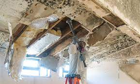wichita mold removal contractor