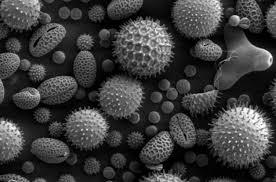 wichita mold prevention